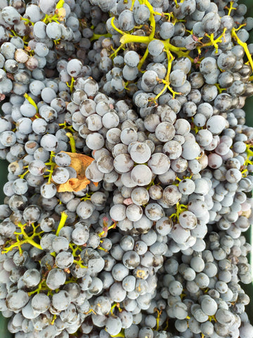 Nerelo Mascalese Grapes